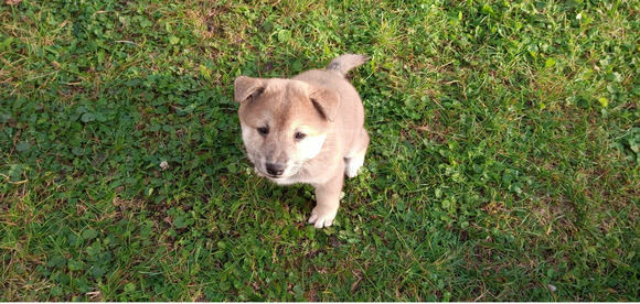 Shiba Inu fajtajellegű kiskutya - 2/9