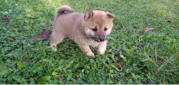 Shiba Inu fajtajellegű kiskutya - 3/9