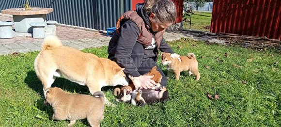 Shiba Inu fajtajellegű kiskutya - 4/9