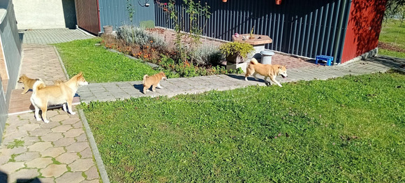 Shiba Inu fajtajellegű kiskutya - 5/9