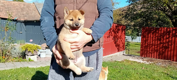 Shiba Inu fajtajellegű kiskutya - 6/9