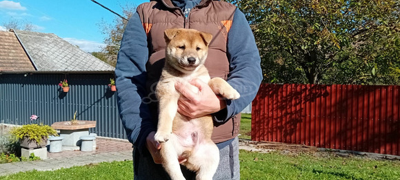 Shiba Inu fajtajellegű kiskutya - 7/9