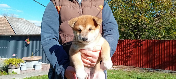 Shiba Inu fajtajellegű kiskutya - 8/9