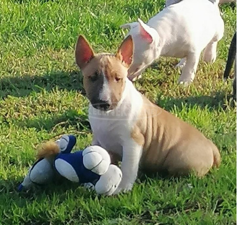 miniatűr bullterrier kölykök eladók. - 1/2