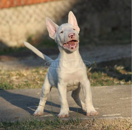 miniatűr bullterrier kölykök eladók. - 2/2