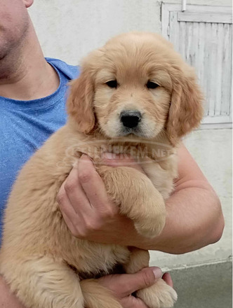 Golden retriever lányok - 3/6