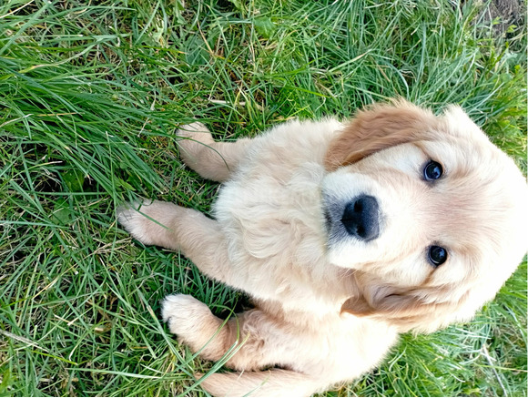 Golden retriever lányok - 4/6