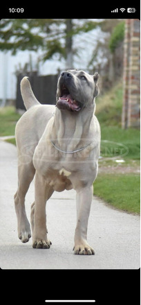 Cane Corso kiskutyák eladók - 1/9