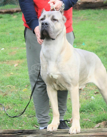 Cane Corso kiskutyák eladók - 3/9