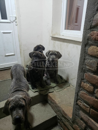 Cane Corso kiskutyák eladók - 6/9