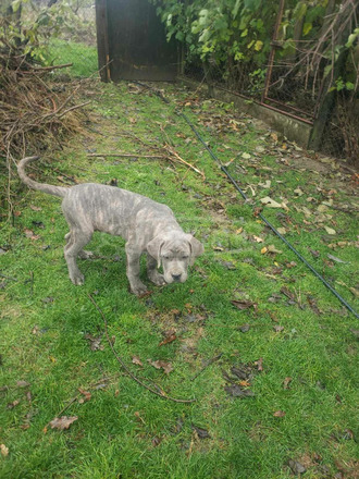 Cane Corso kiskutyák eladók - 7/9