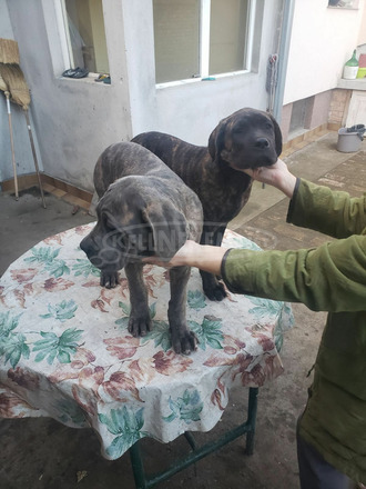 Cane Corso kiskutyák eladók - 8/9