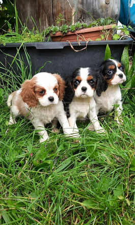 Cavalier King Charles Spániel csajszi - 1/3