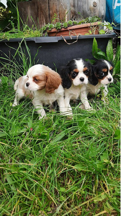 Cavalier King Charles Spániel csajszi - 2/3