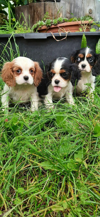 Cavalier King Charles Spániel csajszi - 3/3