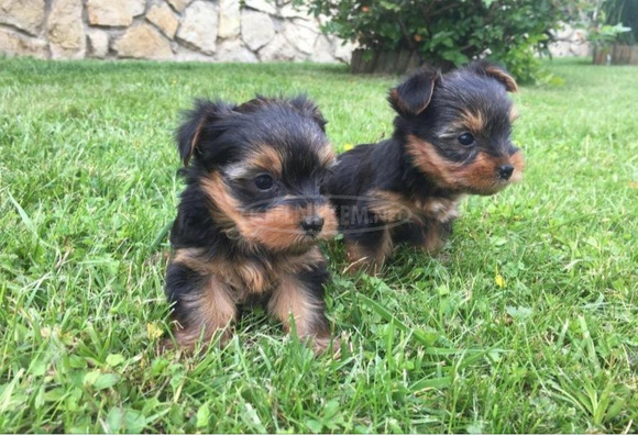 Yorkshire terrier kiskutyák picimétetűek eladók - 1/1