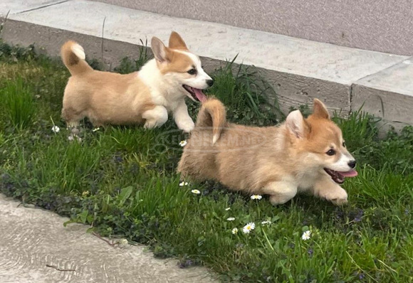 Walesi Corgi Pembroke kölykök - 2/5