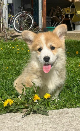 Walesi Corgi Pembroke kölykök - 5/5