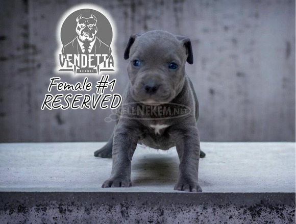 Amerikai pitbull terrier kölykök - 1/12