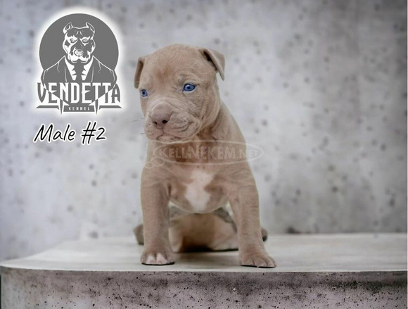 Amerikai pitbull terrier kölykök - 2/12