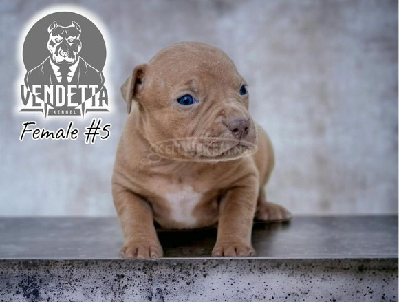 Amerikai pitbull terrier kölykök - 4/12