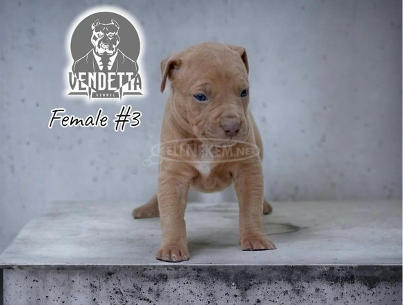 Amerikai pitbull terrier kölykök - 6/12