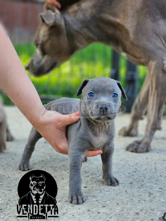 Amerikai pitbull terrier kölykök - 8/12