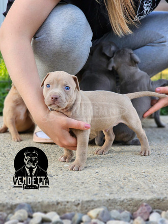 Amerikai pitbull terrier kölykök - 9/12