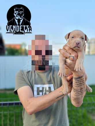 Amerikai pitbull terrier kölykök - 10/12