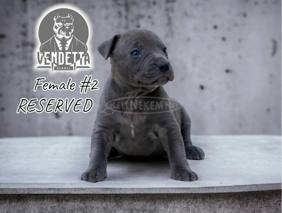 Amerikai pitbull terrier kölykök - 11/12