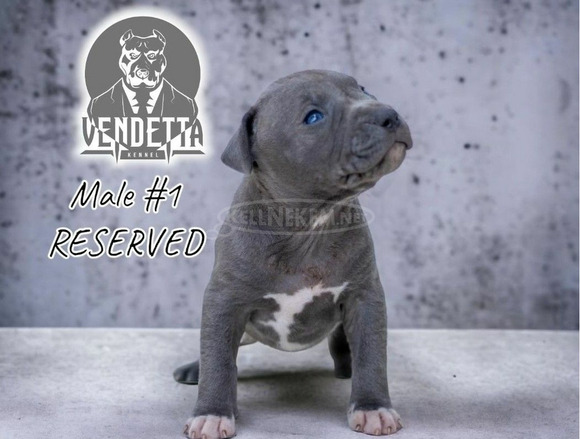 Amerikai pitbull terrier kölykök - 12/12