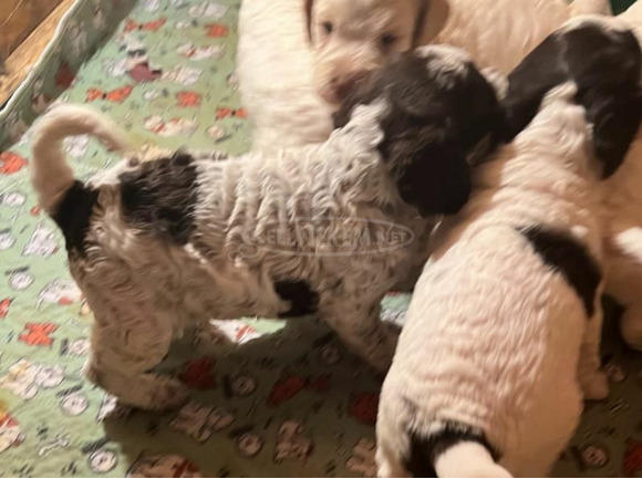 Lagotto romagnolo kölykök - 5/12