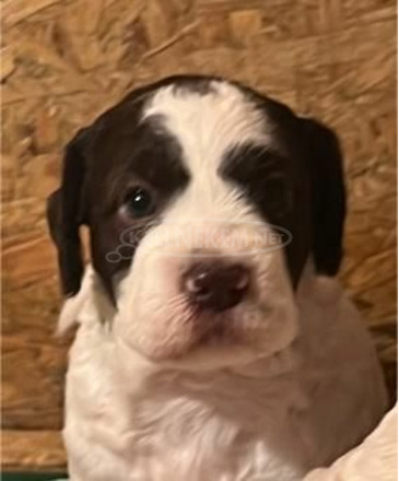 Lagotto romagnolo kölykök - 6/12