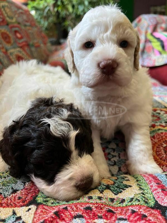 Lagotto romagnolo kölykök - 9/12