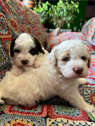 Lagotto romagnolo kölykök - 10/12