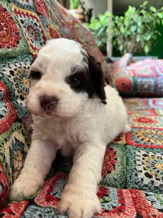 Lagotto romagnolo kölykök - 11/12