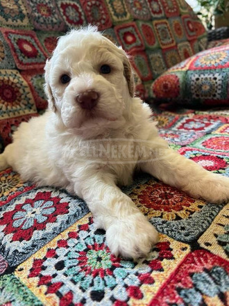 Lagotto romagnolo kölykök - 12/12