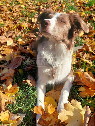 1 éves ritka színű (lila-fehér) border collie új gazdit keres - 1/5