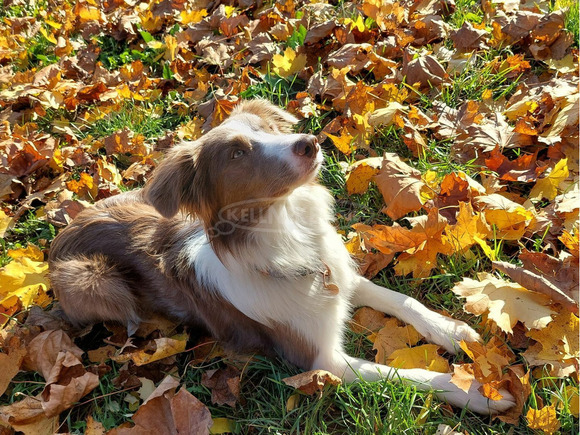 1 éves ritka színű (lila-fehér) border collie új gazdit keres - 2/5