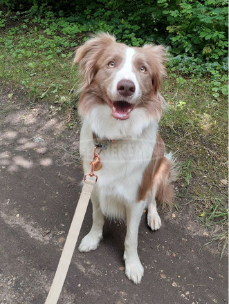 1 éves ritka színű (lila-fehér) border collie új gazdit keres - 3/5