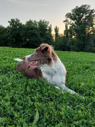 1 éves ritka színű (lila-fehér) border collie új gazdit keres - 4/5