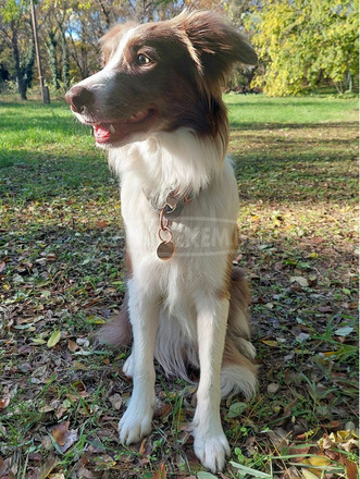 1 éves ritka színű (lila-fehér) border collie új gazdit keres - 5/5