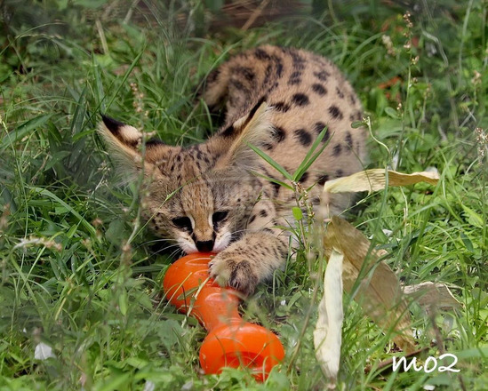 Serval cicák eladók - 2/10