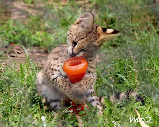 Serval cicák eladók - 4/10