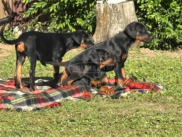 Eladó Dobermann kiskutyák