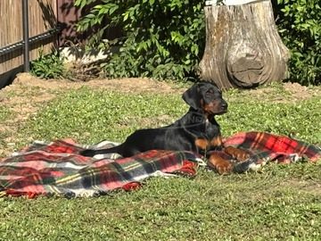 Eladó Dobermann kiskutyák