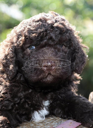 Lagotto ROMAGONOLO - 1/5