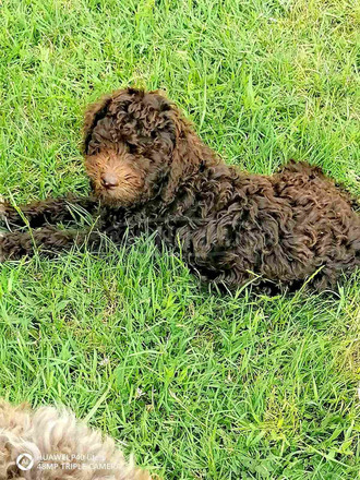 Lagotto ROMAGONOLO - 2/5