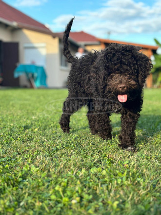 Lagotto ROMAGONOLO - 3/5