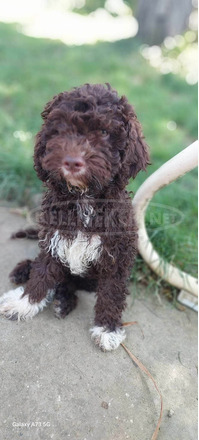 Lagotto ROMAGONOLO - 5/5